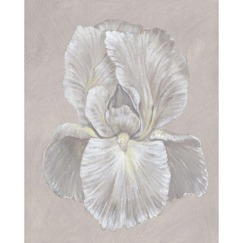 White Iris I Gold Ornate Wood Framed Art Print with Double Matting by OToole, Tim