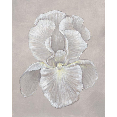 White Iris II Black Modern Wood Framed Art Print with Double Matting by OToole, Tim