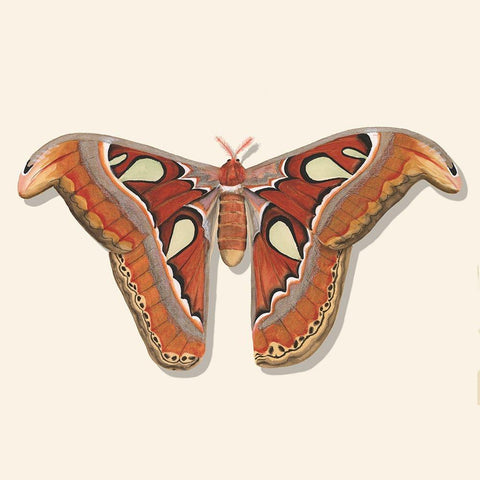 Watercolor Moths II Gold Ornate Wood Framed Art Print with Double Matting by Willett, Michael