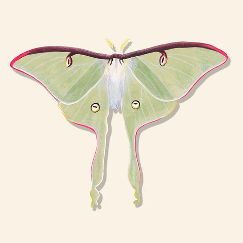 Watercolor Moths IV White Modern Wood Framed Art Print with Double Matting by Willett, Michael