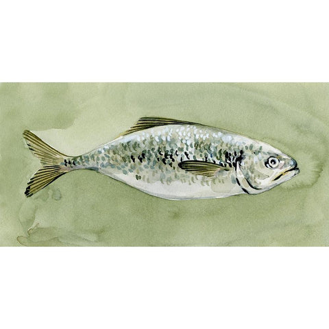 Green Sea Swimmer I Black Modern Wood Framed Art Print by Caroline, Emma