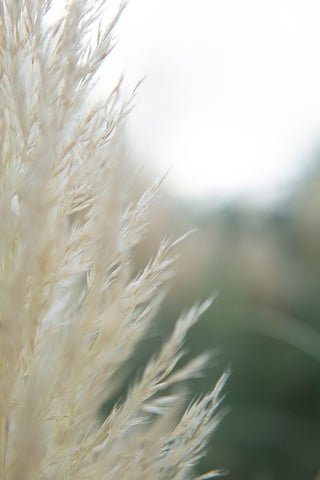 Subtle Grasses I White Modern Wood Framed Art Print with Double Matting by Johnson, Jason