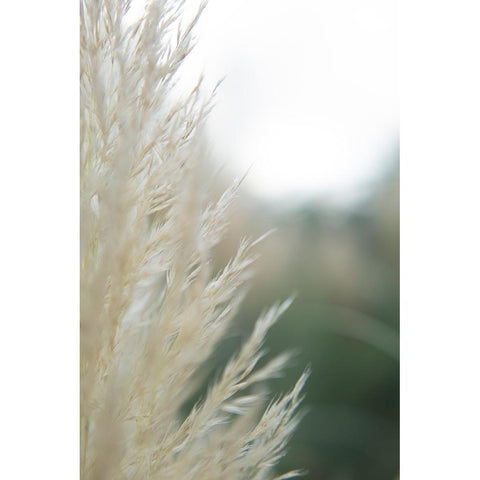 Subtle Grasses I Black Modern Wood Framed Art Print by Johnson, Jason