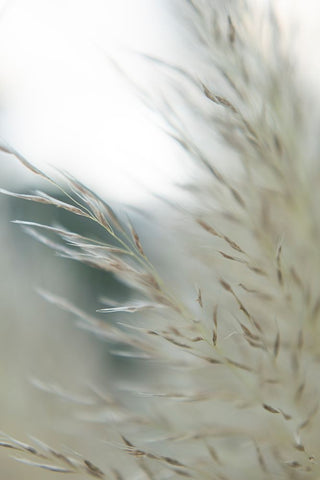 Subtle Grasses II White Modern Wood Framed Art Print with Double Matting by Johnson, Jason