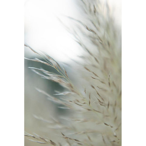 Subtle Grasses II Black Modern Wood Framed Art Print by Johnson, Jason