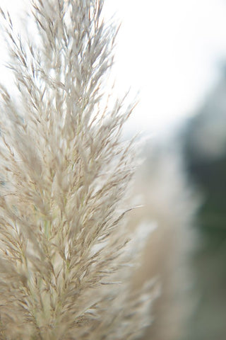 Subtle Grasses IV White Modern Wood Framed Art Print with Double Matting by Johnson, Jason