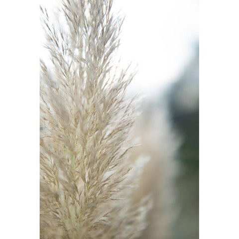 Subtle Grasses IV Black Modern Wood Framed Art Print with Double Matting by Johnson, Jason