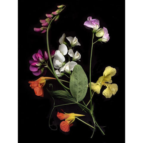 Flower Drama I White Modern Wood Framed Art Print by Stalus, Judy