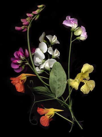Flower Drama I White Modern Wood Framed Art Print with Double Matting by Stalus, Judy