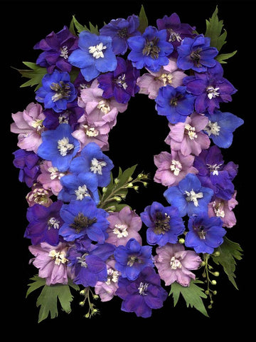 Flower Drama II Black Ornate Wood Framed Art Print with Double Matting by Stalus, Judy