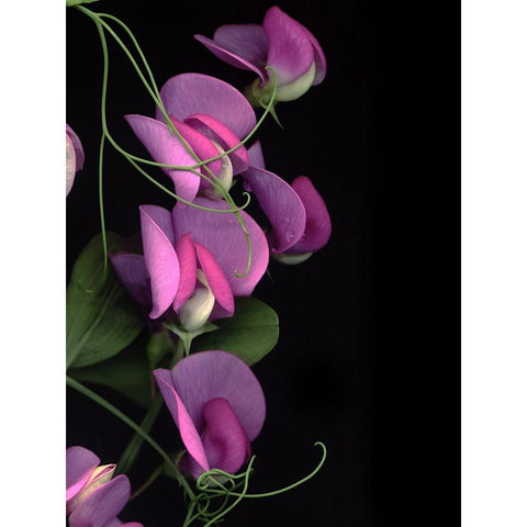 Flower Drama IV White Modern Wood Framed Art Print by Stalus, Judy