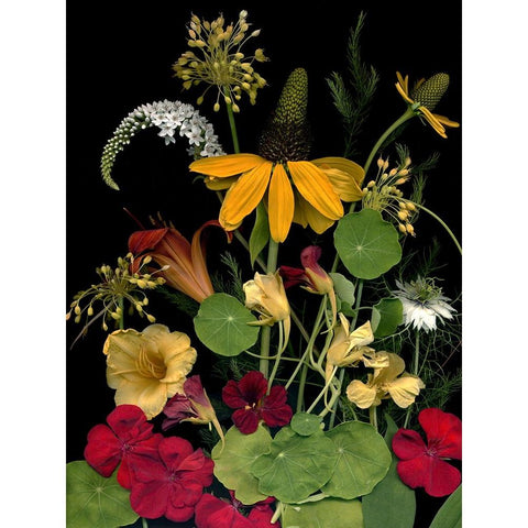 Flower Drama VII Black Modern Wood Framed Art Print with Double Matting by Stalus, Judy