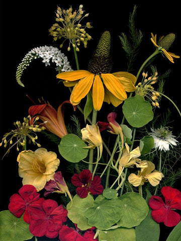 Flower Drama VII Black Ornate Wood Framed Art Print with Double Matting by Stalus, Judy