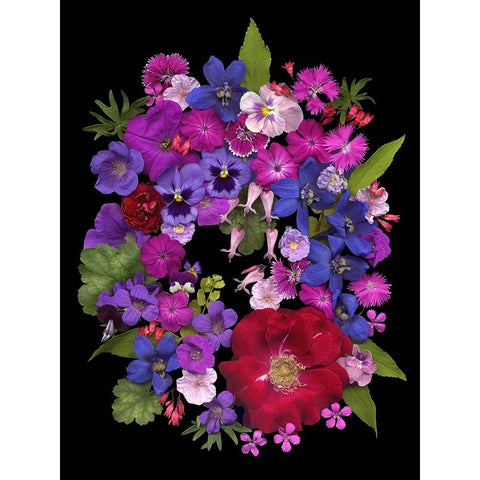 Flower Drama VIII Black Modern Wood Framed Art Print with Double Matting by Stalus, Judy