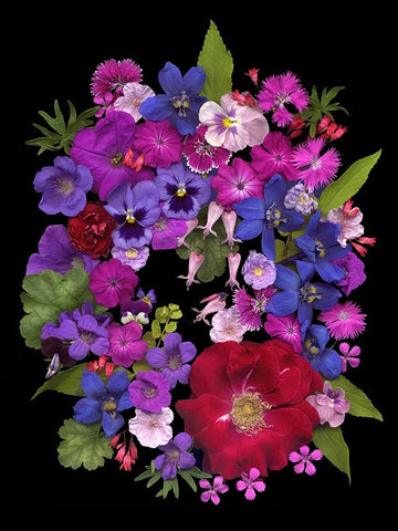 Flower Drama VIII White Modern Wood Framed Art Print with Double Matting by Stalus, Judy