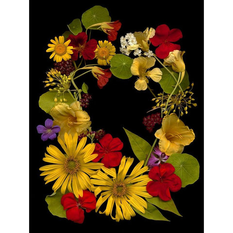 Flower Drama IX White Modern Wood Framed Art Print by Stalus, Judy