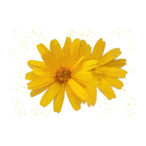 Yellow Asters Black Modern Wood Framed Art Print by Pica, Jeff