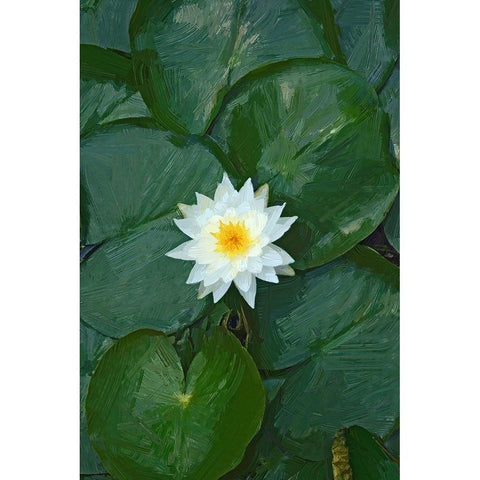 White Lotus White Modern Wood Framed Art Print by Pica, Jeff