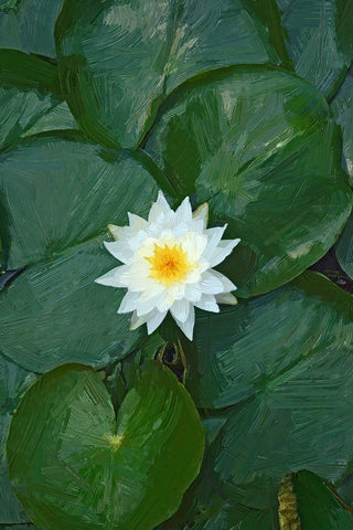 White Lotus Black Ornate Wood Framed Art Print with Double Matting by Pica, Jeff