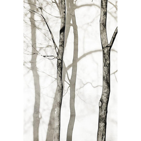 Shadowed Tree Trunks I White Modern Wood Framed Art Print by Aldridge, Ashley