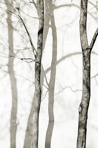 Shadowed Tree Trunks I White Modern Wood Framed Art Print with Double Matting by Aldridge, Ashley