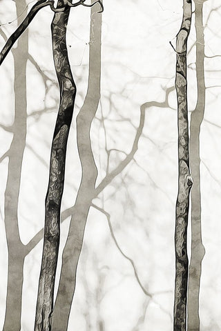 Shadowed Tree Trunks II Black Ornate Wood Framed Art Print with Double Matting by Aldridge, Ashley
