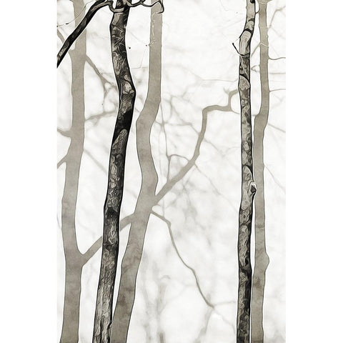 Shadowed Tree Trunks II Black Modern Wood Framed Art Print by Aldridge, Ashley