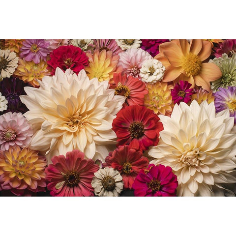 Dahlia Dream Scape  I Black Modern Wood Framed Art Print by McLean, Leah