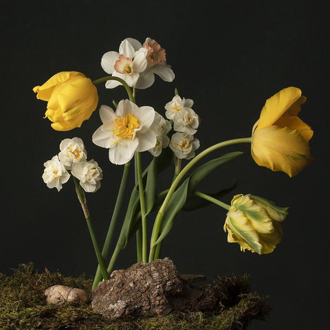 Sunny Spring Bounty  I Black Modern Wood Framed Art Print with Double Matting by McLean, Leah