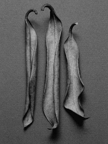 Mountain Laurel Leaves l White Modern Wood Framed Art Print with Double Matting by Rosenthal, Berry