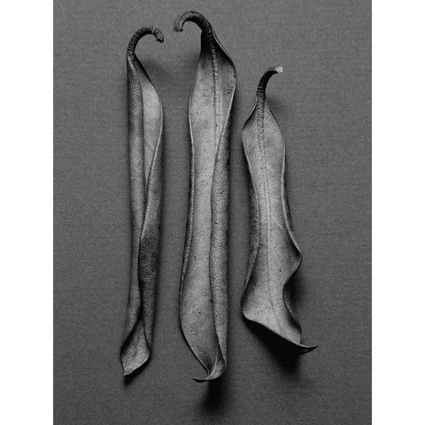 Mountain Laurel Leaves l Black Modern Wood Framed Art Print with Double Matting by Rosenthal, Berry