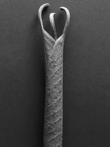 Mountain Laurel Leaves ll Black Ornate Wood Framed Art Print with Double Matting by Rosenthal, Berry