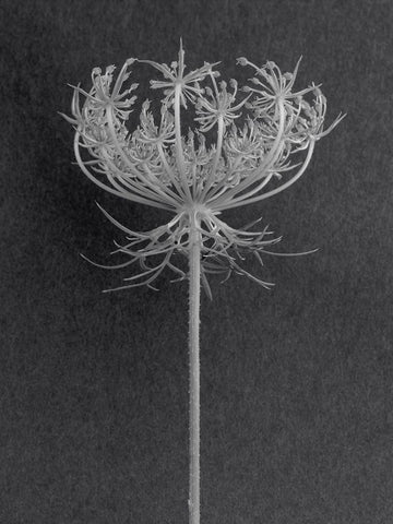 Queens Lace White Modern Wood Framed Art Print with Double Matting by Rosenthal, Berry