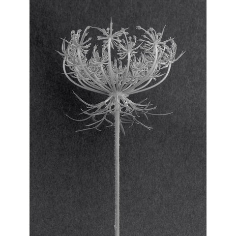 Queens Lace Black Modern Wood Framed Art Print by Rosenthal, Berry