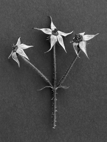 Rose Hip Black Ornate Wood Framed Art Print with Double Matting by Rosenthal, Berry