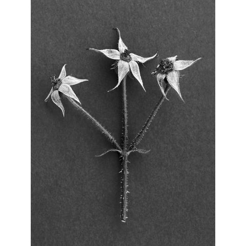 Rose Hip Black Modern Wood Framed Art Print by Rosenthal, Berry