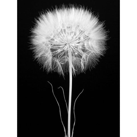 Salsify White Modern Wood Framed Art Print by Rosenthal, Berry