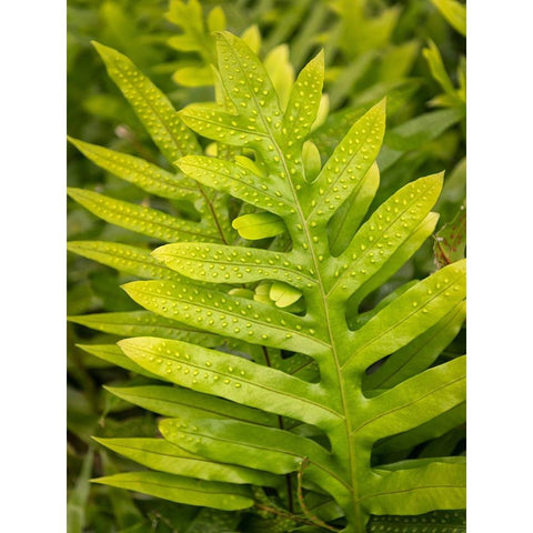 Fern Examination I Black Modern Wood Framed Art Print by Head, Danny