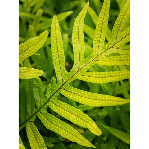 Fern Examination II Gold Ornate Wood Framed Art Print with Double Matting by Head, Danny