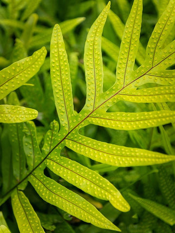 Fern Examination II White Modern Wood Framed Art Print with Double Matting by Head, Danny