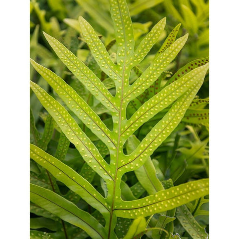 Fern Examination III White Modern Wood Framed Art Print by Head, Danny