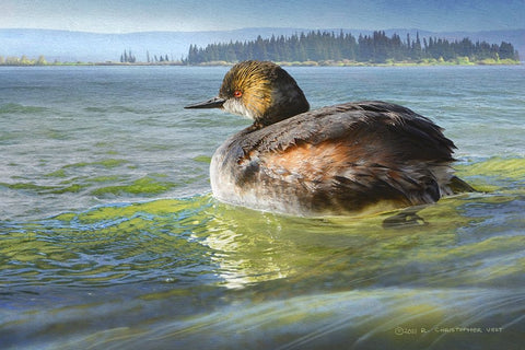 Earred Grebe on Lake White Modern Wood Framed Art Print with Double Matting by Vest, Chris