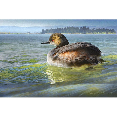 Earred Grebe on Lake Black Modern Wood Framed Art Print by Vest, Chris