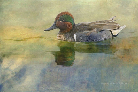 Green Teal Drake Black Ornate Wood Framed Art Print with Double Matting by Vest, Chris