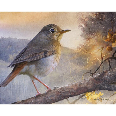 Hermit Thrush Hillside Drive White Modern Wood Framed Art Print by Vest, Chris