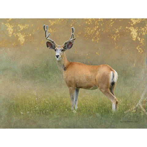 High Summer Velvet Buck Deer White Modern Wood Framed Art Print by Vest, Chris