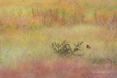 Koshia in Muhly Grass White Modern Wood Framed Art Print with Double Matting by Vest, Chris