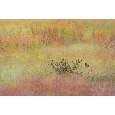 Koshia in Muhly Grass Black Modern Wood Framed Art Print with Double Matting by Vest, Chris