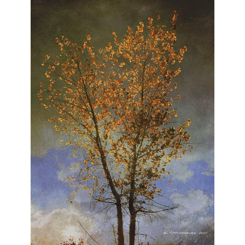 Lone Cottonwood Tree Gold Ornate Wood Framed Art Print with Double Matting by Vest, Chris