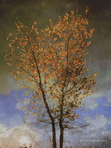 Lone Cottonwood Tree Black Ornate Wood Framed Art Print with Double Matting by Vest, Chris